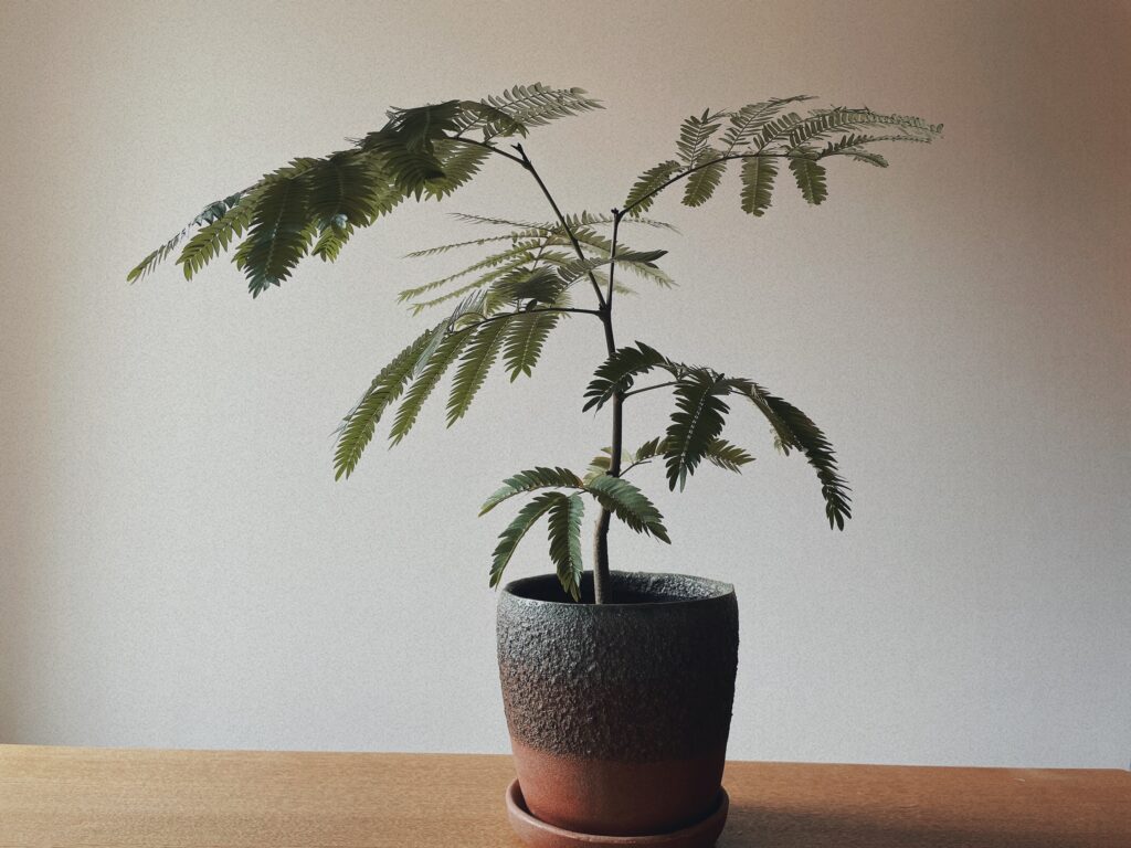 賃貸ボタニカルライフ 観葉植物はじめました 初心者向け Dly Do Life Yorself